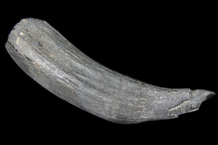 Fossil Pygmy Sperm Whale (Kogiopsis) Tooth #78242